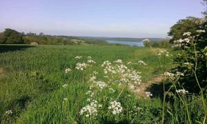 Native Flora in Hedge bank