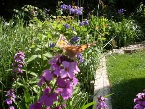 Code for Sustainable Homes Surveys, Painted lady butterfly on flower