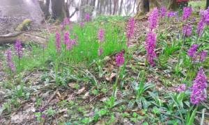 Biodiversity flowery