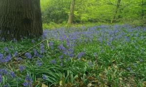 Arboriculture, blue bell woodland