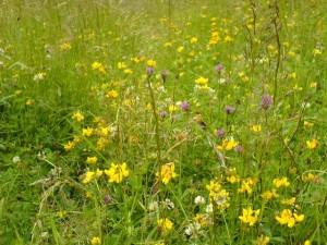 Habitat Landscape Design