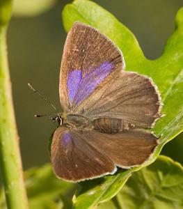 a purple-hairstreak, Butterflies Ecology
