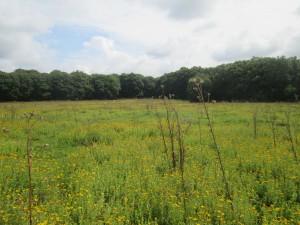 Tips for successful LVIAs in Sussex Low weald Landscape enclosed by woodland